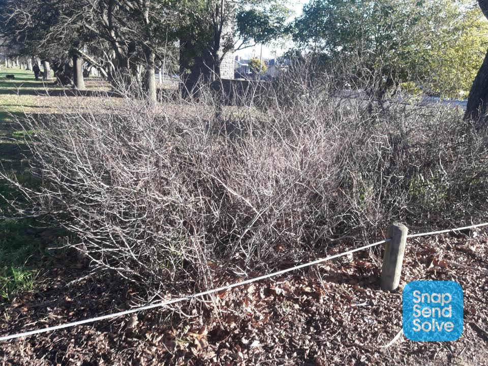 The photograph attached to this parks report