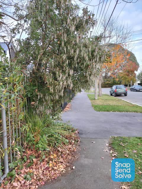 Roading/Streets, a report photo