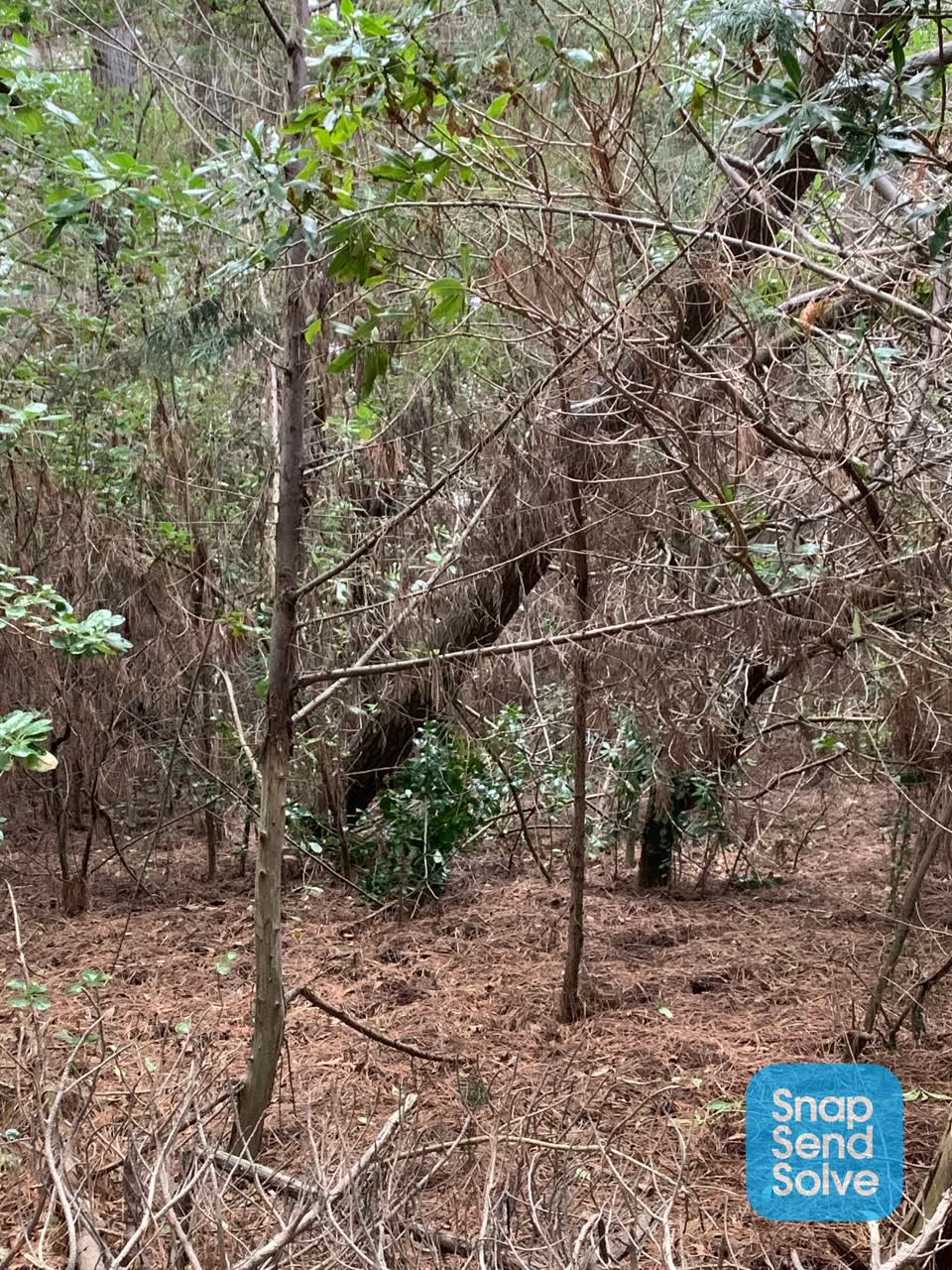 The photograph attached to this parks report