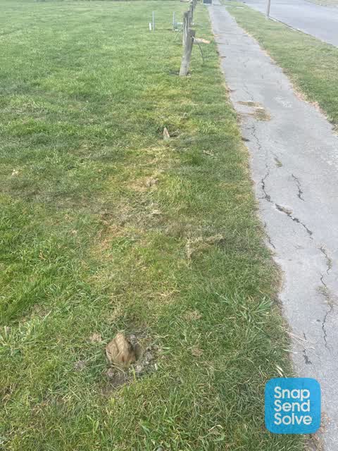 Parks, a report photo
