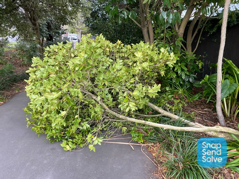 The photograph attached to this parks report
