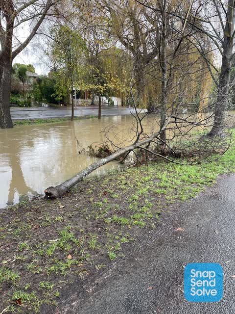 Fallen Tree — a report photo