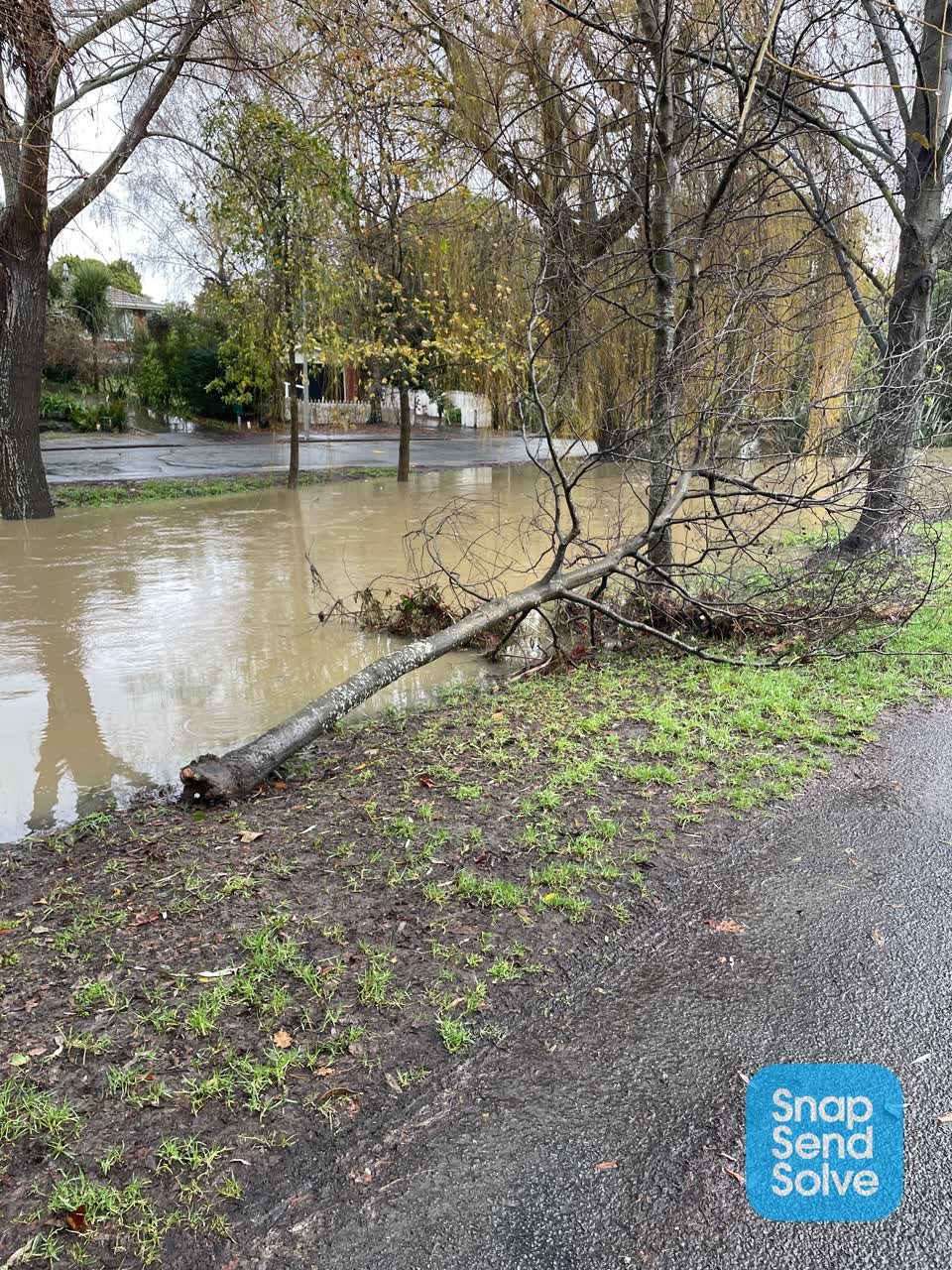 The photograph attached to this fallen tree report