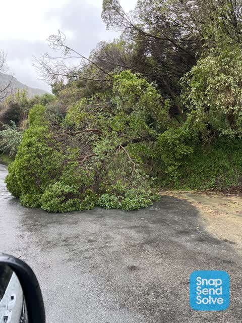 Fallen Tree, a report photo