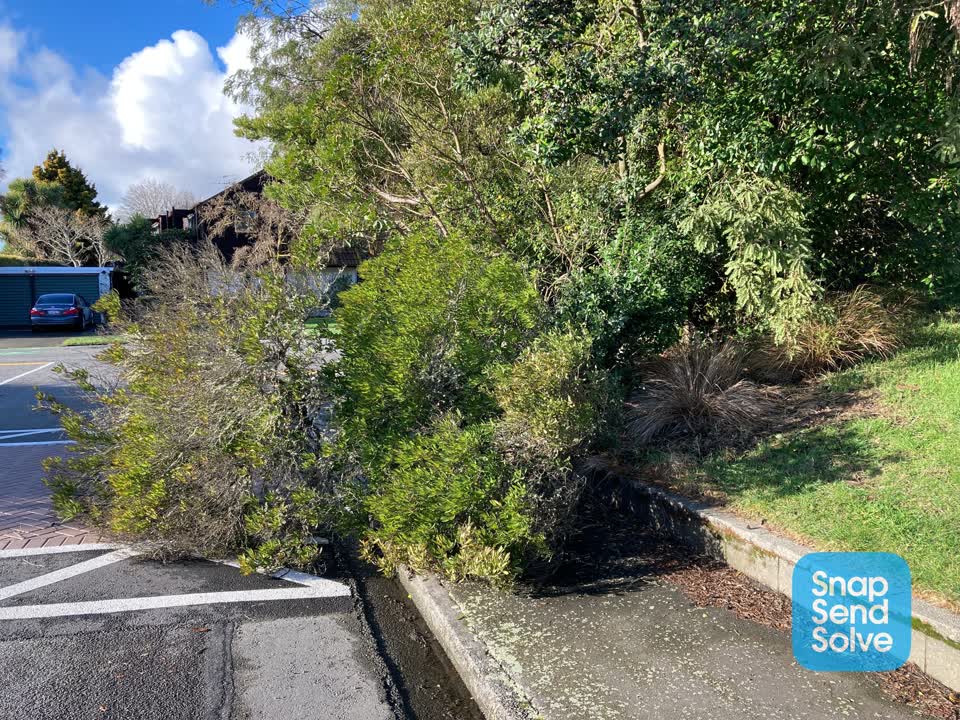 The photograph attached to this fallen tree report