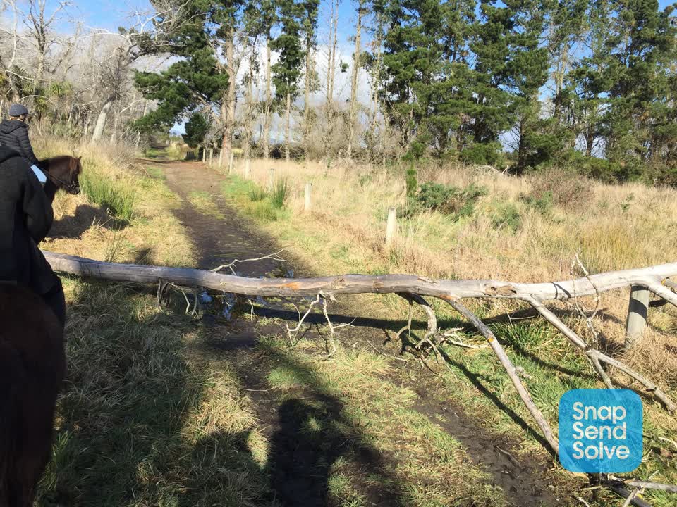 The photograph attached to this fallen tree report