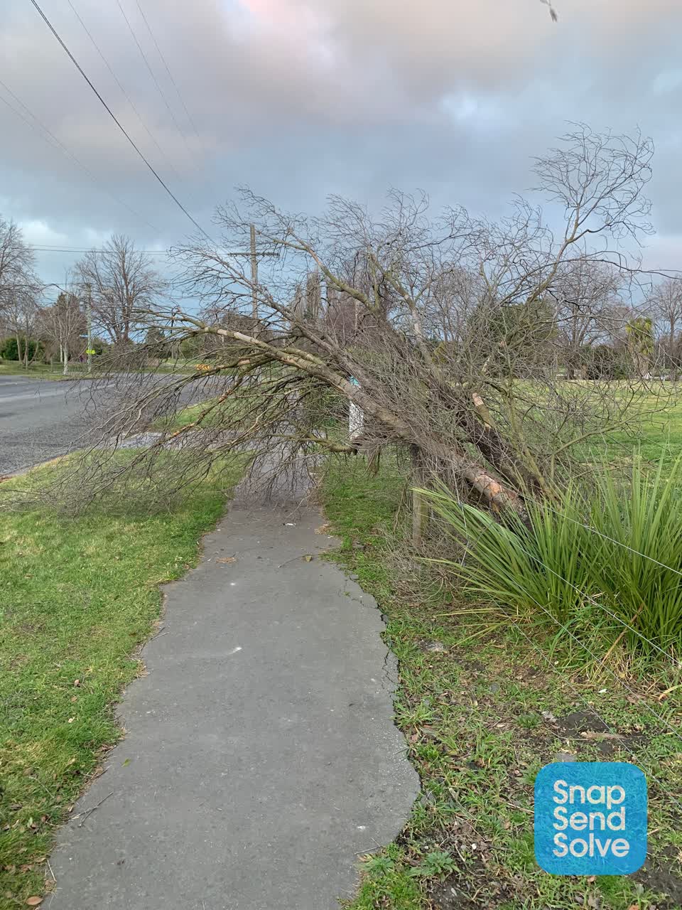 The photograph attached to this fallen tree report