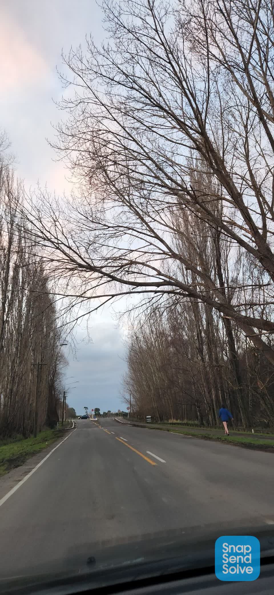 The photograph attached to this trees - general report