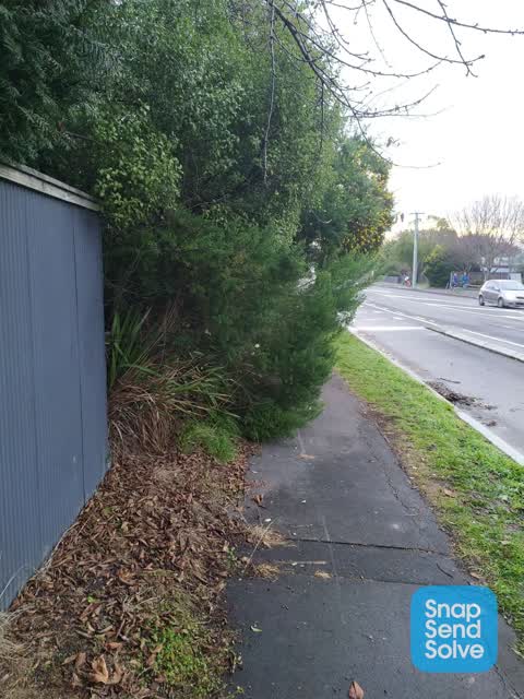 Overgrown Vegetation, a report photo
