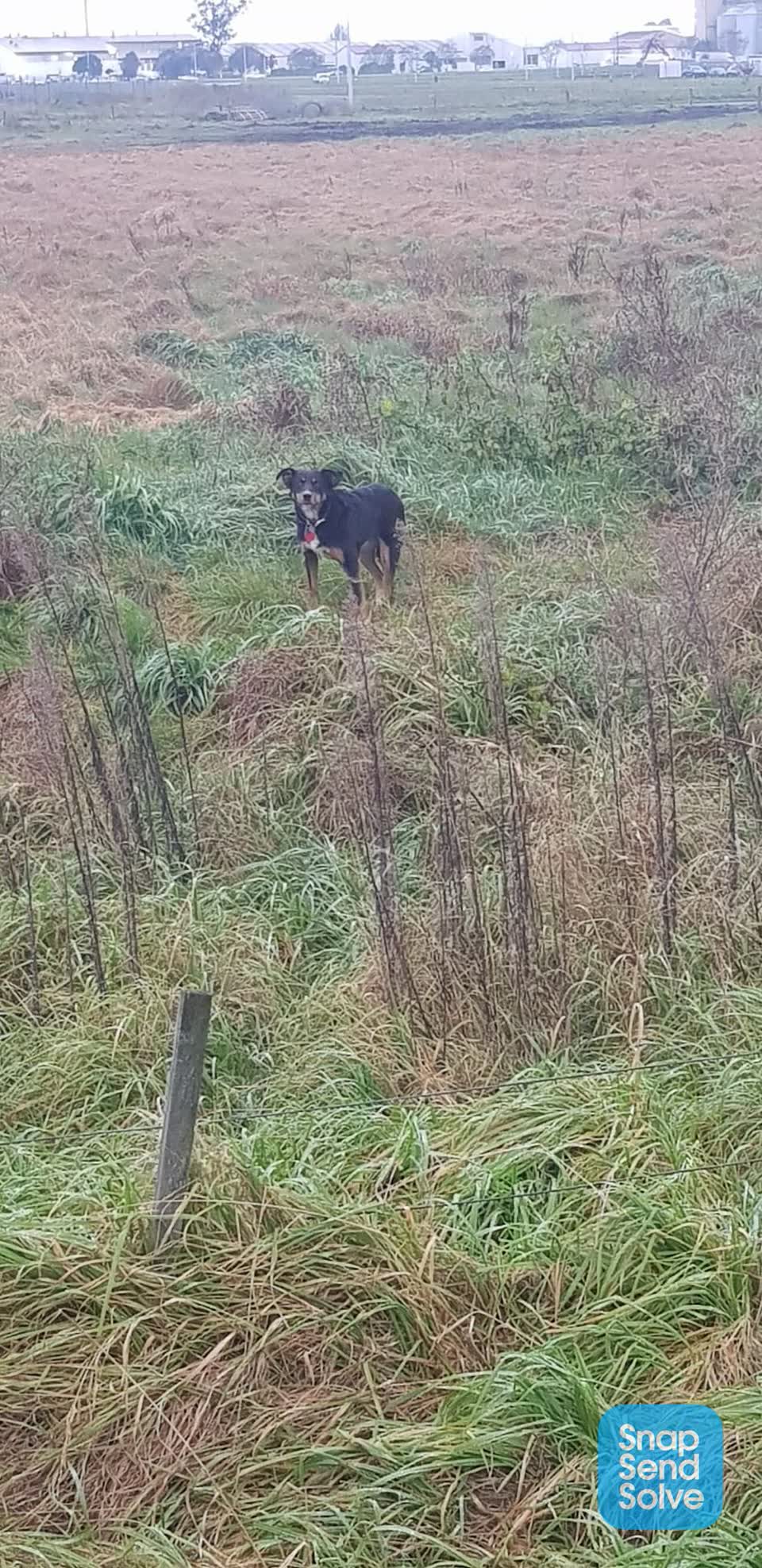 The photograph attached to this animal - domestic report