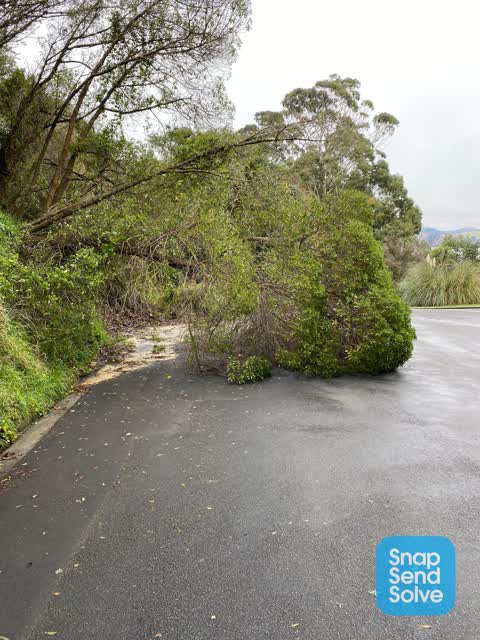 Fallen Tree, a report photo