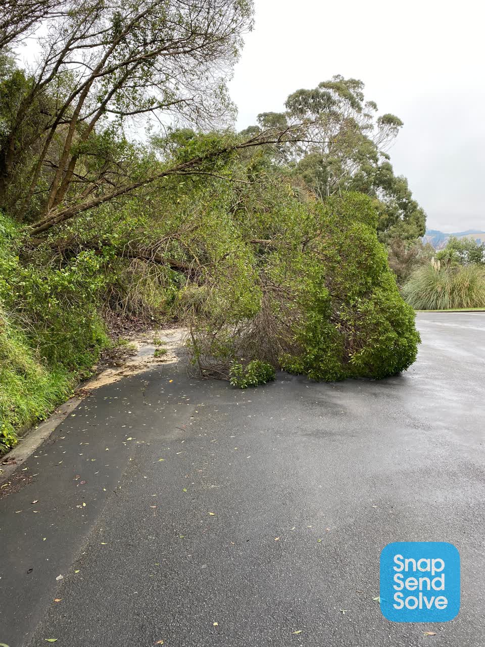 The photograph attached to this fallen tree report