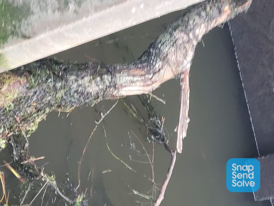 The photograph attached to this fallen tree report