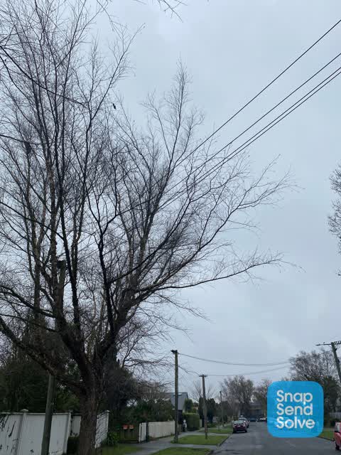 Trees - General, a report photo