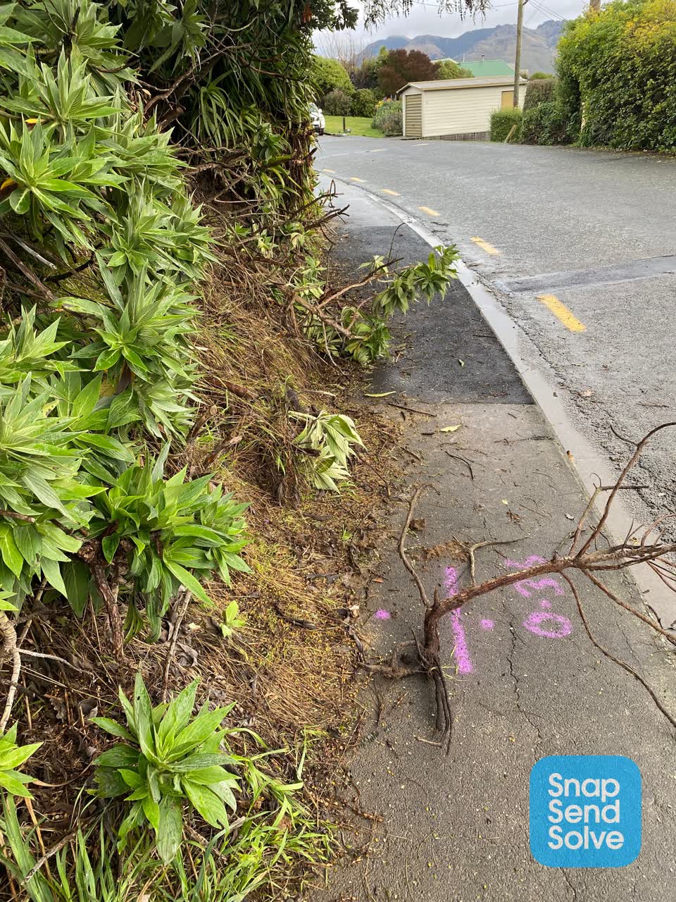 The photograph attached to this overgrown vegetation report