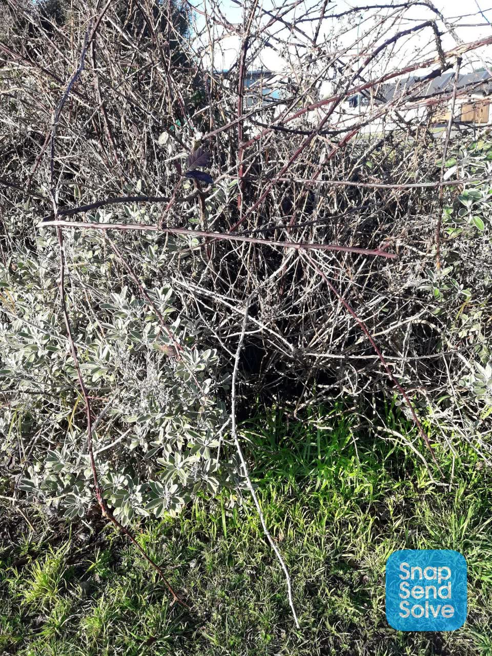 The photograph attached to this overgrown vegetation report