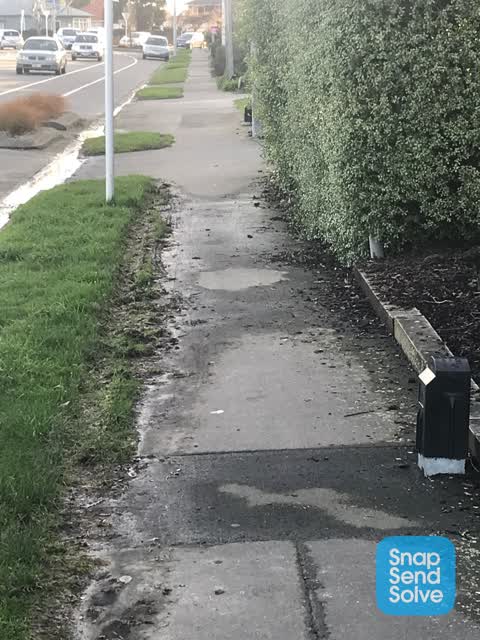 Overgrown Vegetation, a report photo