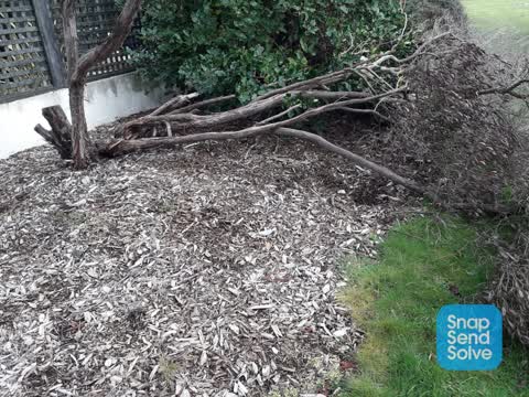 Fallen Tree, a report photo