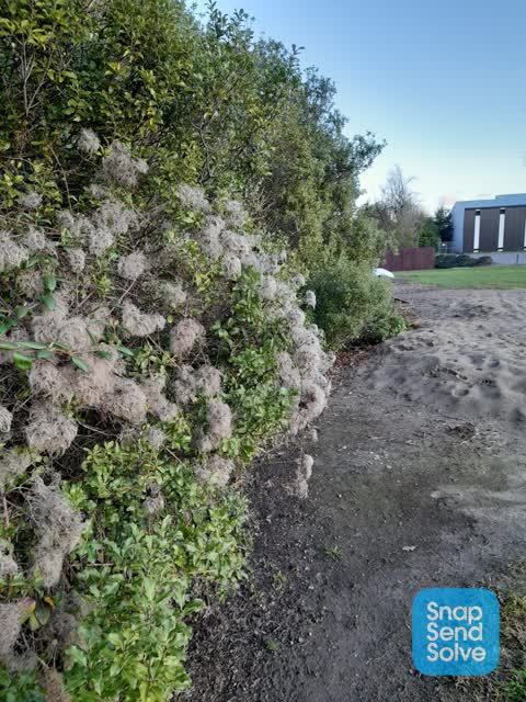 Overgrown Vegetation, a report photo