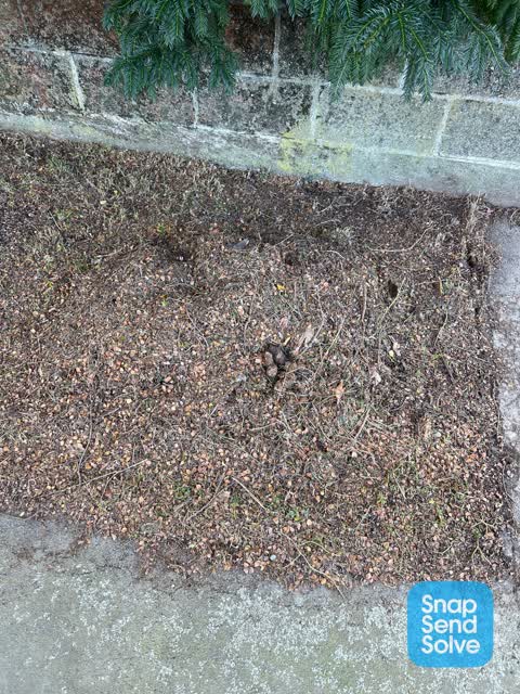 Dumped Rubbish, a report photo