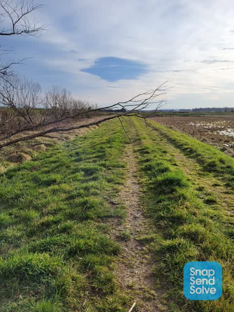 Fallen Tree, a report photo