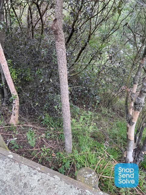 Overgrown Vegetation, a report photo