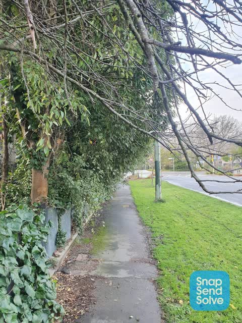 Overgrown Vegetation, a report photo