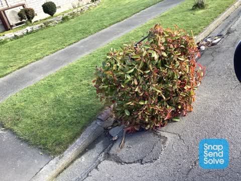 Overgrown Vegetation, a report photo
