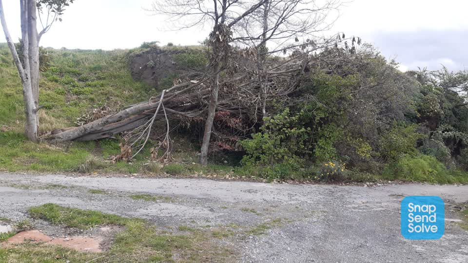 The photograph attached to this fallen tree report