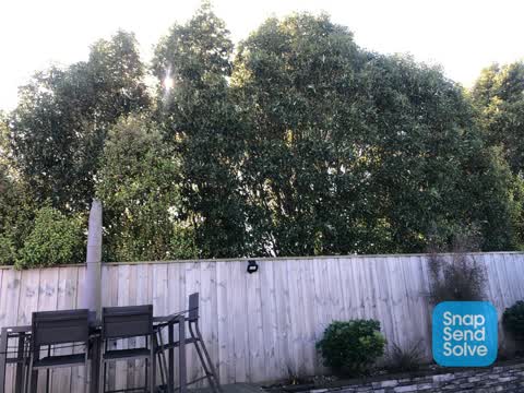 Overgrown Vegetation, a report photo