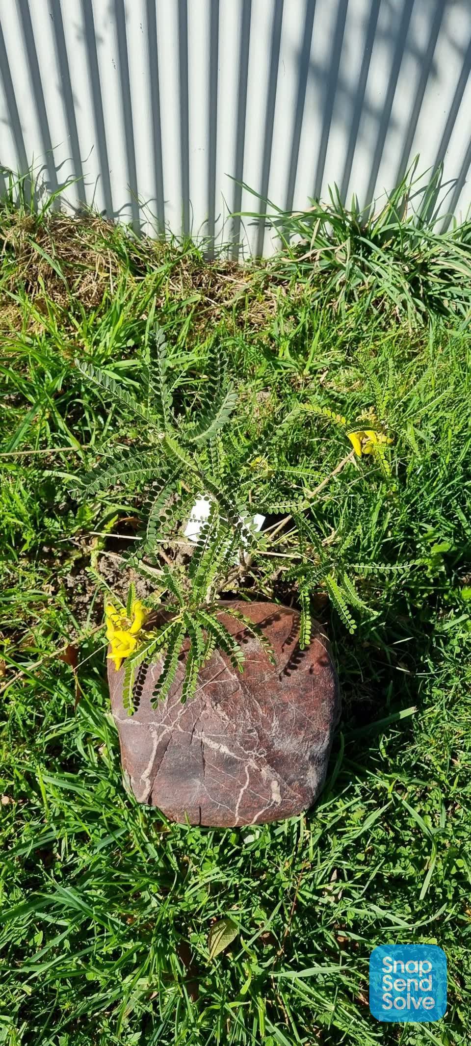 The photograph attached to this trees - general report