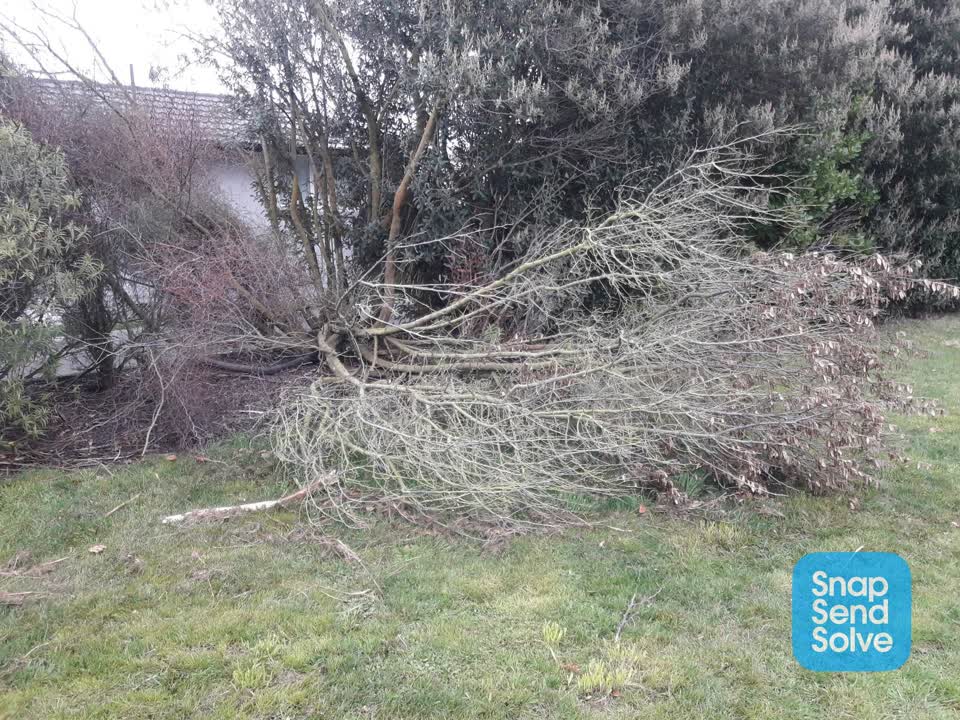 The photograph attached to this fallen tree report