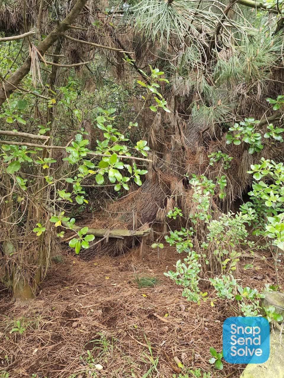 The photograph attached to this fallen tree report