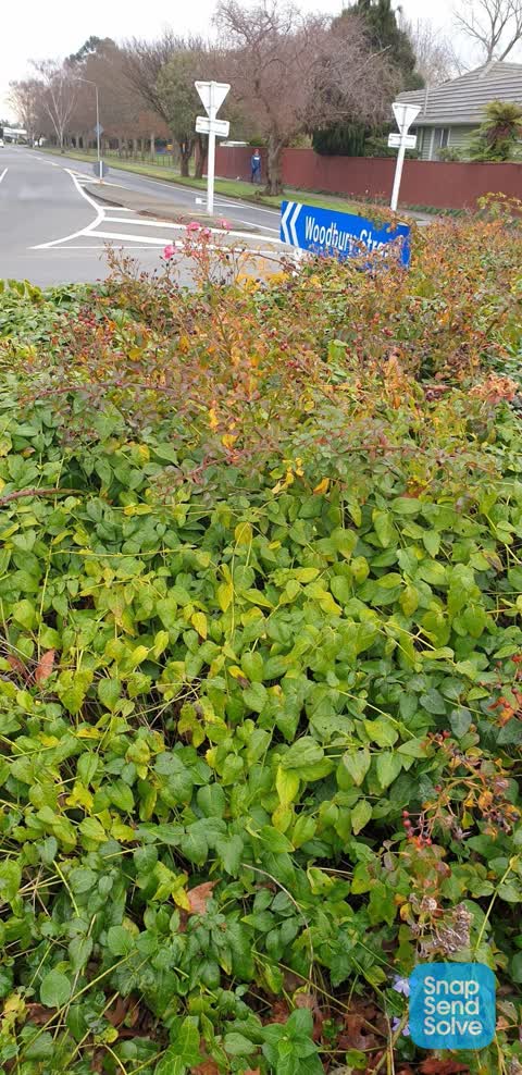 Overgrown Vegetation, a report photo