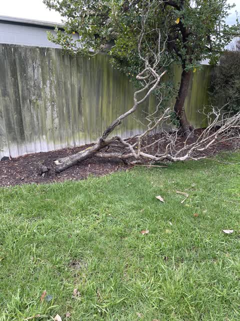 Fallen Tree, a report photo