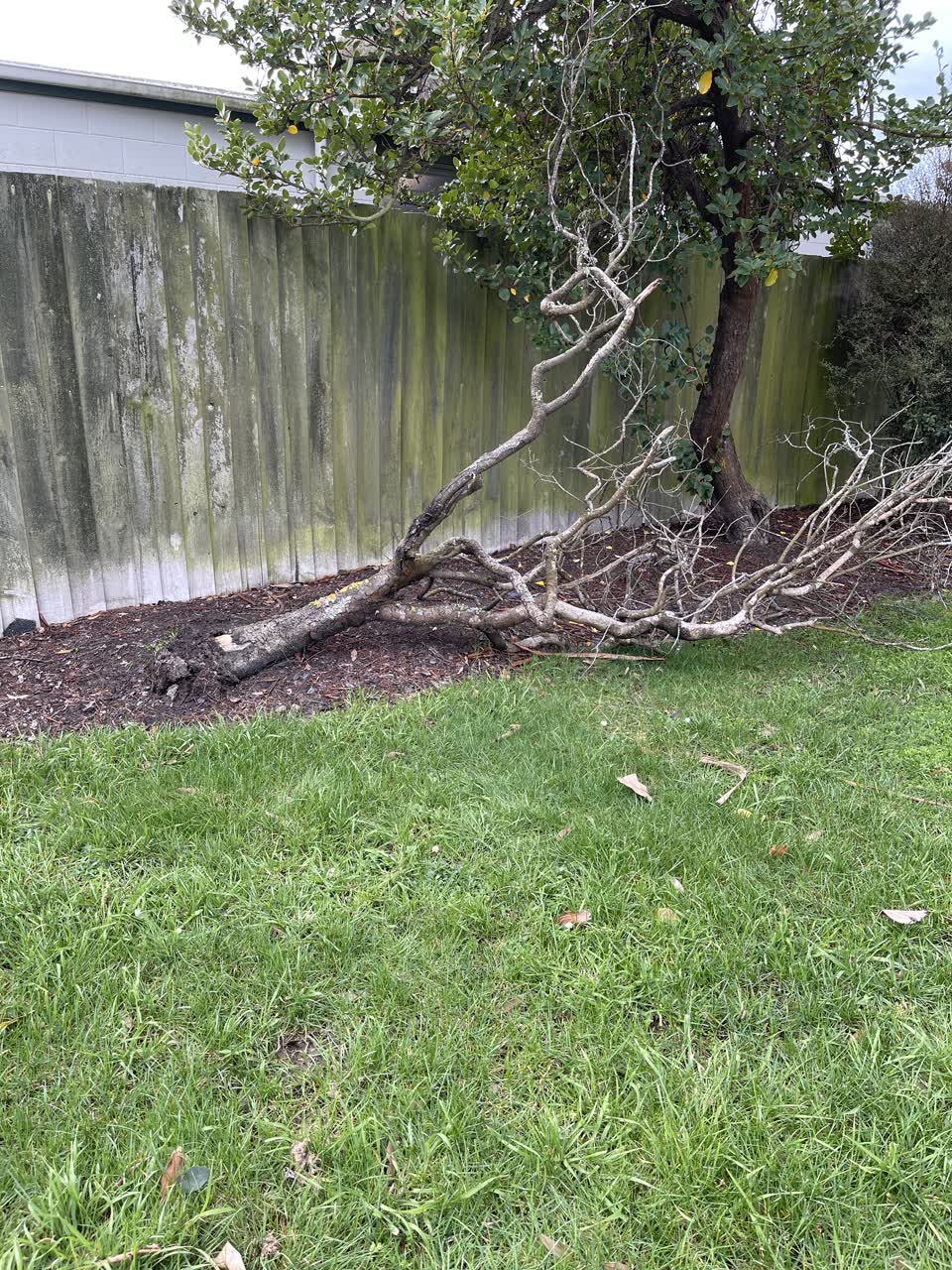 The photograph attached to this fallen tree report