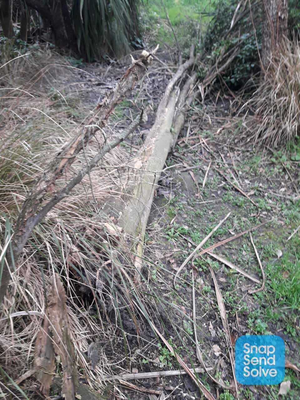 The photograph attached to this fallen tree report
