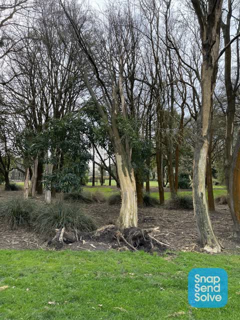 Fallen Tree — a report photo