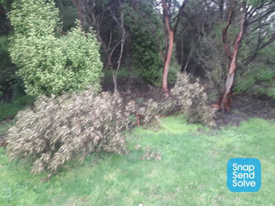 The photograph attached to this fallen tree report