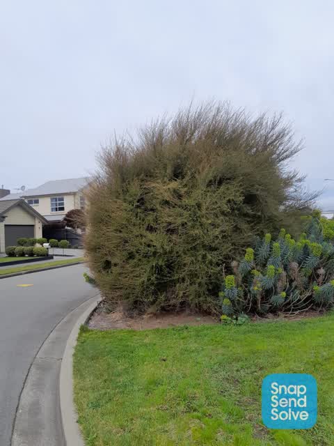 Overgrown Vegetation, a report photo