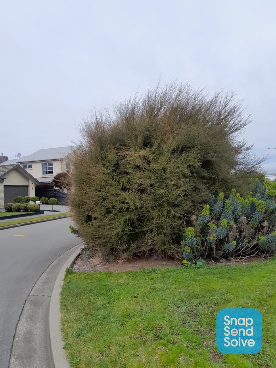 The photograph attached to this overgrown vegetation report
