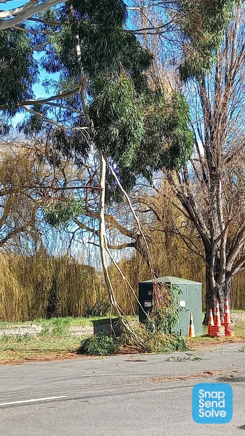 Fallen Tree, a report photo