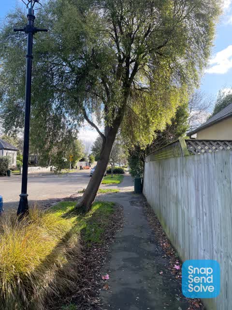Trees - General, a report photo