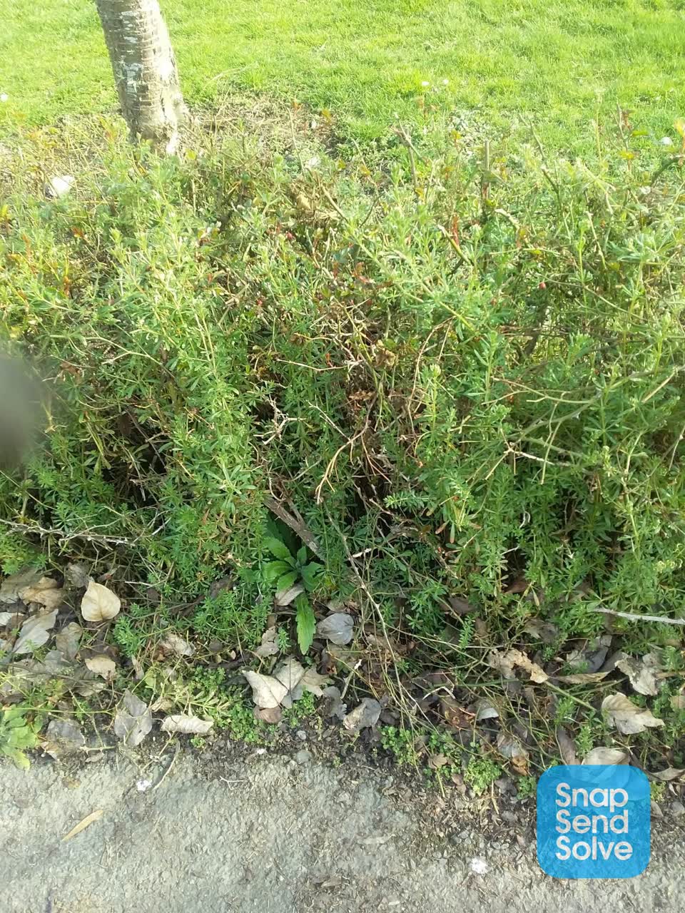 The photograph attached to this overgrown vegetation report