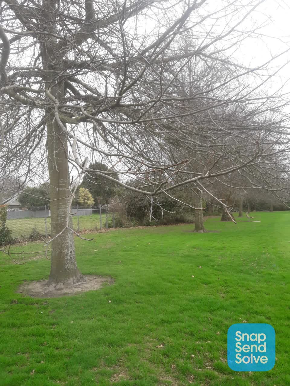 The photograph attached to this overgrown vegetation report