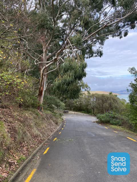 Fallen Tree, a report photo