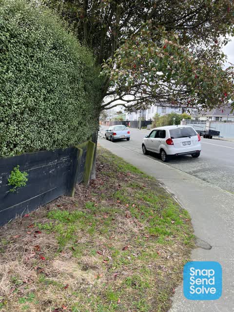 Overgrown Vegetation — a report photo