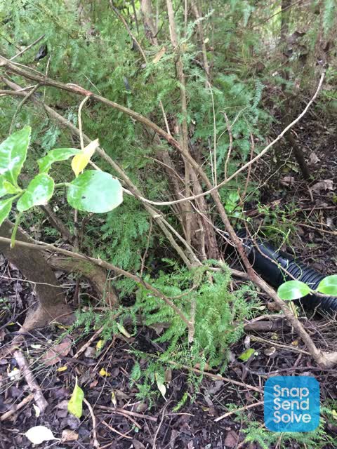 Pest / Vermin, a report photo