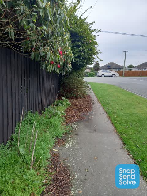 Overgrown Vegetation, a report photo