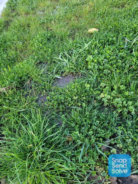 Overgrown Vegetation, a report photo